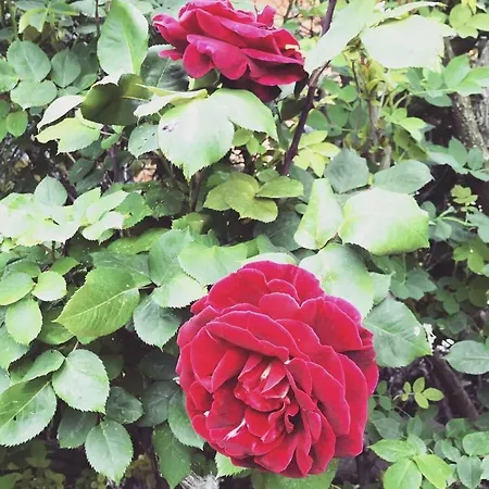 Maison Fortune Lejlighed Castelnuovo del Garda