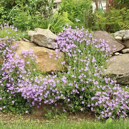 Maison Fortune Apartman Castelnuovo del Garda