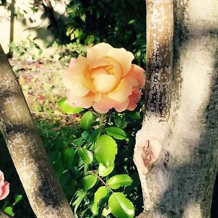 Maison Fortune דירה קסטלנואובו דל גארדה