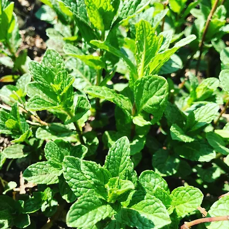 Maison Fortune דירה קסטלנואובו דל גארדה