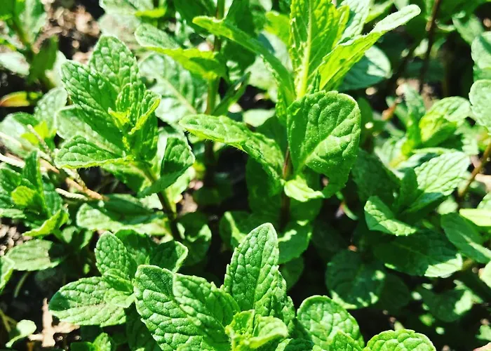 Maison Fortune Apartmán Castelnuovo del Garda