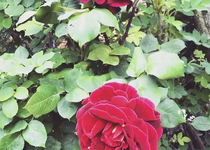 Maison Fortune Apartamento Castelnuovo del Garda