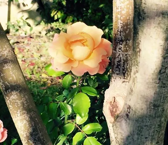 Maison Fortune Апартаменты Кастельнуово-дель-Гарда